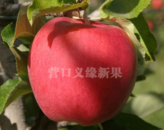 北京美味苹果