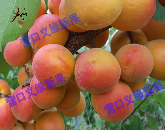 新疆沙金红杏