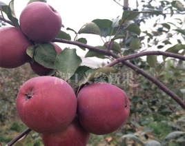 陕西红肉苹果-红色之爱加工品种果实成熟外观紫红色