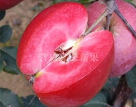 红肉苹果-红色之爱加工品种果实成熟