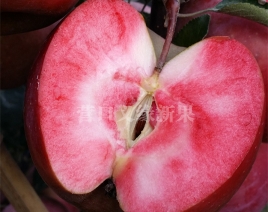 陕西红肉苹果-红色之爱加工品种果实成熟