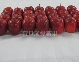 辽宁红肉苹果-红色之爱119/06果实成熟果皮光亮