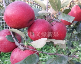 辽宁红肉苹果-红色之爱119/06丰产期结果状