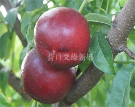 辽宁紫玉油桃