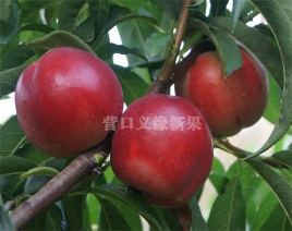 辽宁紫玉油桃成熟