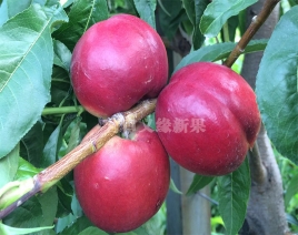 辽宁紫玉油桃成熟
