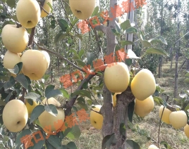 绵阳黄金苹果丰产性好