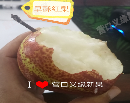 红肉苹果苗哪家好